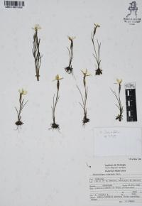 Sisyrinchium tolucense image